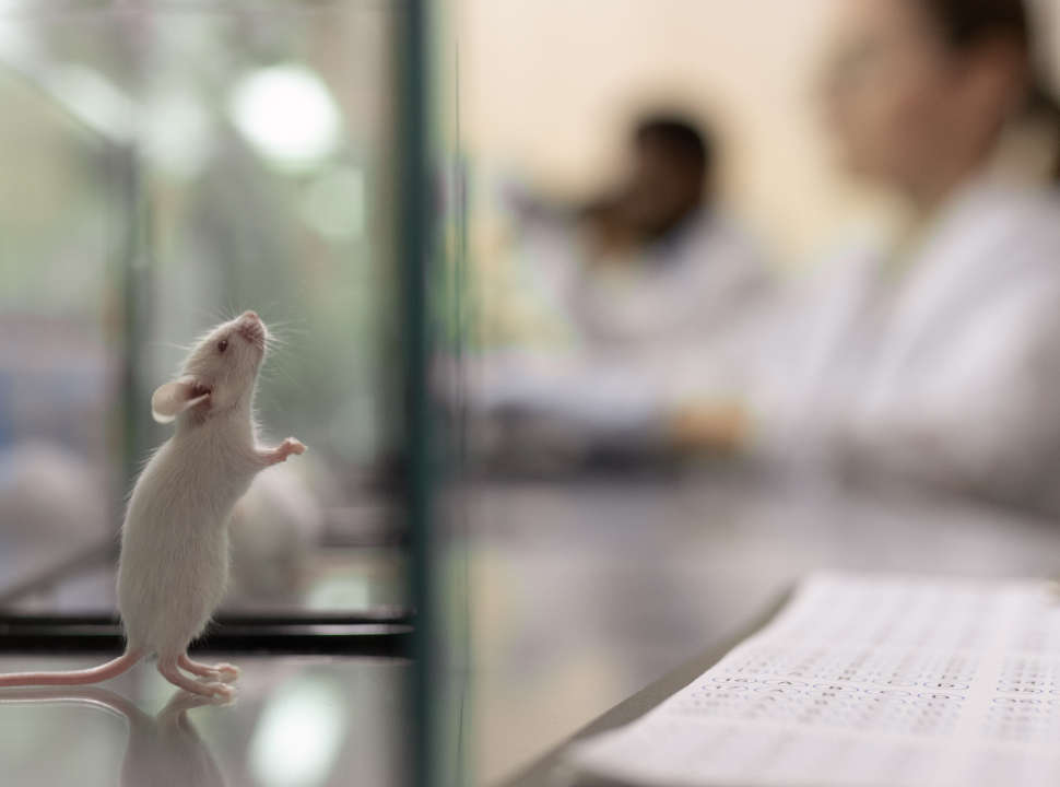 Label free chemical imaging of fresh, hydrated living tissues