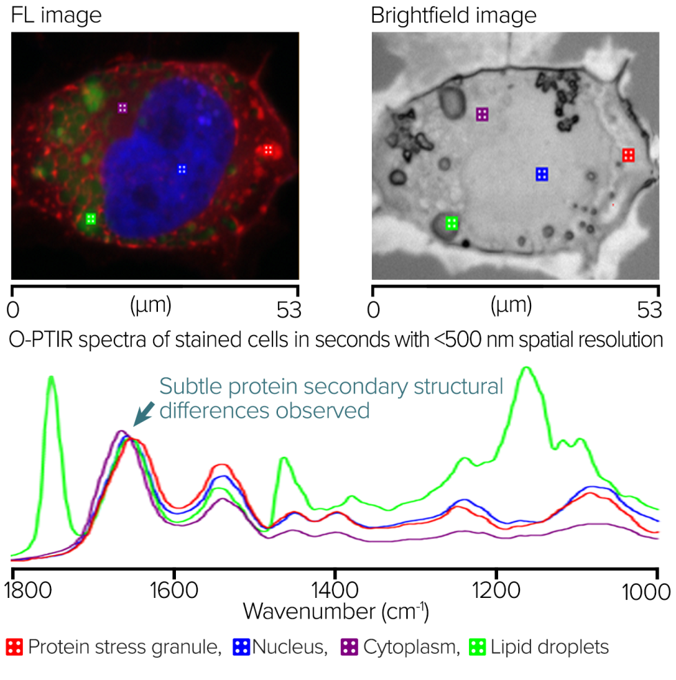 Cell imaging with co-located O-PTIR and fluorescence microscopy