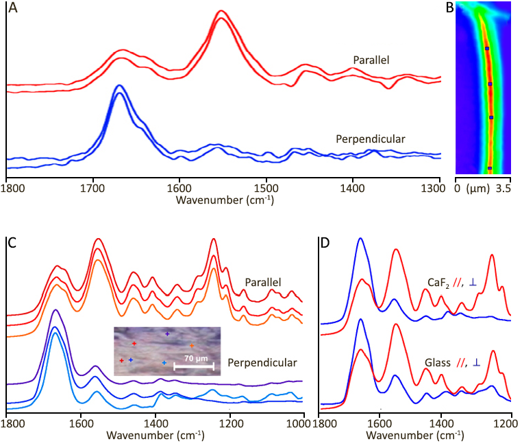 IR Polarized O-PTIR to study collagen orientation in individual fibrils and tendon
