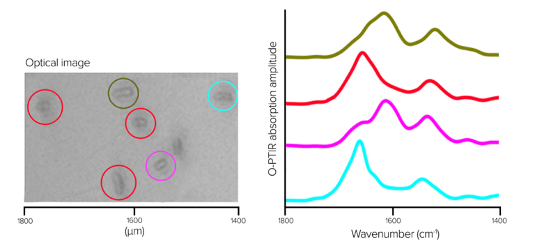 Imaging isotopically labeled bacteria at the single-cell level using high-resolution optical infrared photothermal spectroscopy