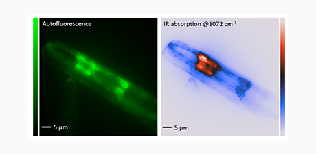 Widefield Super-Resolution Infrared Spectroscopy and Imaging of Autofluorescent Biological Materials and Photosynthetic Microorganisms Using Fluorescence Detected Photothermal Infrared (FL-PTIR)