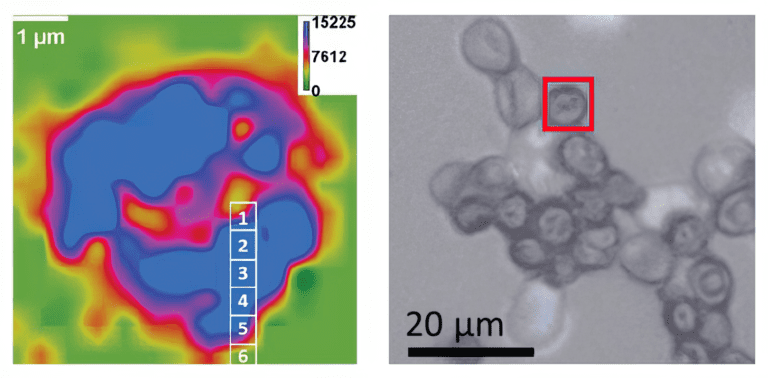 Comparing infrared spectroscopic methods for the characterization of Plasmodium falciparum-infected human erythrocytes