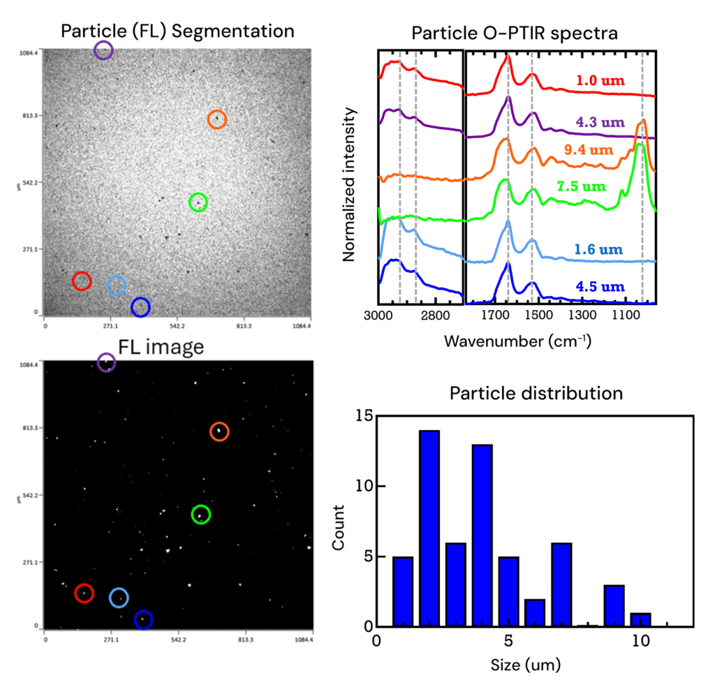 Fluorescence imaging & IR spectroscopy