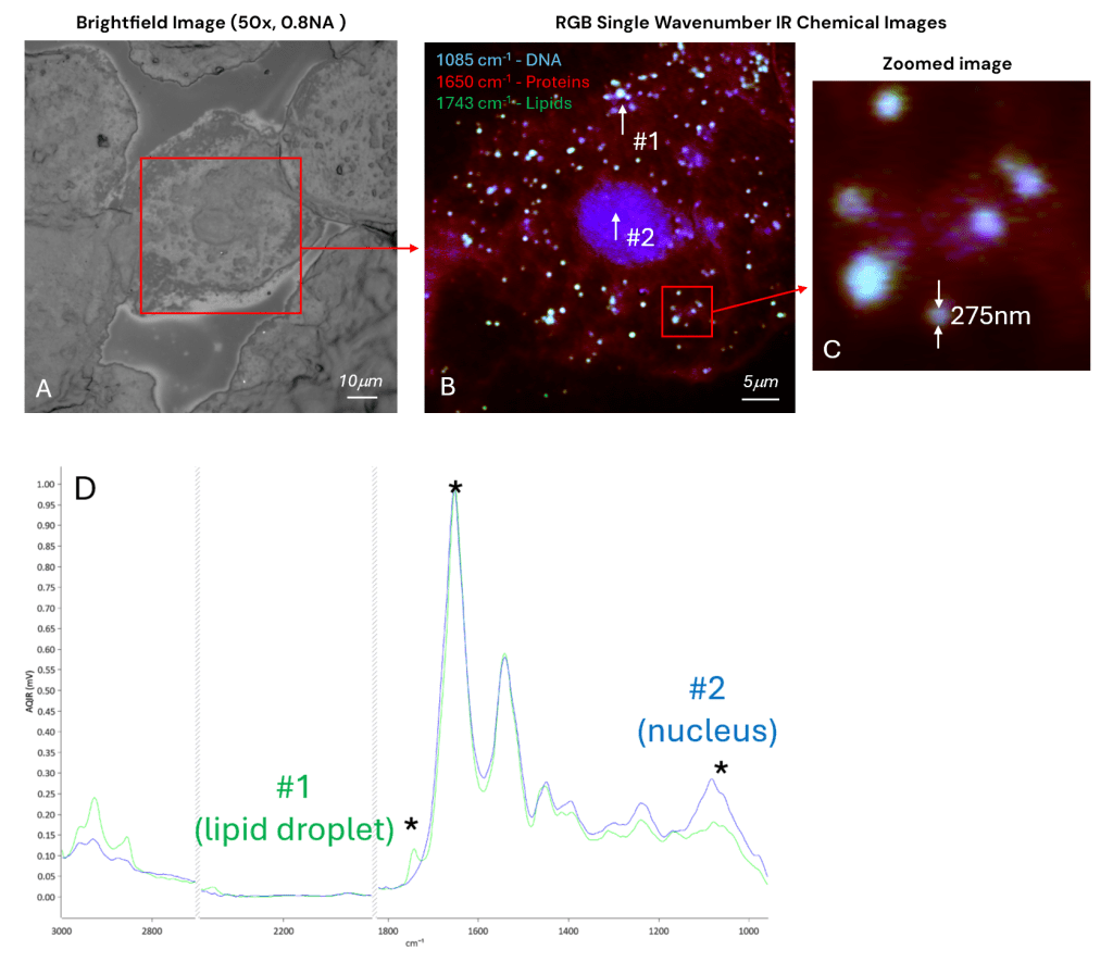 High Speed Chemical Imaging of Cheek Cells