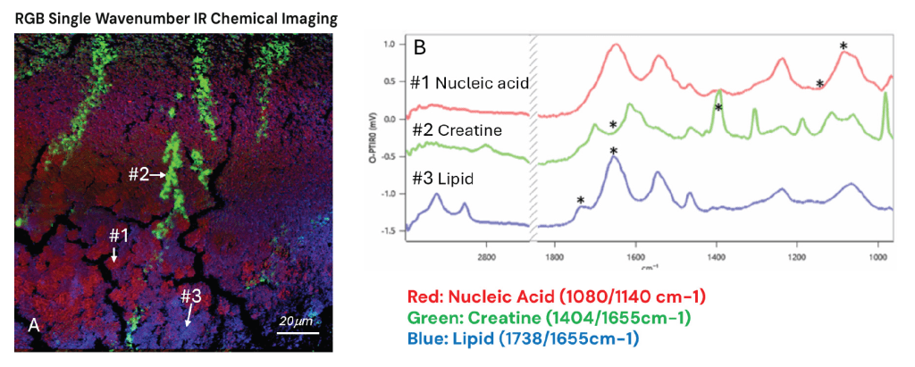 High speed multi-spectral IR imaging of mouse brain tissue