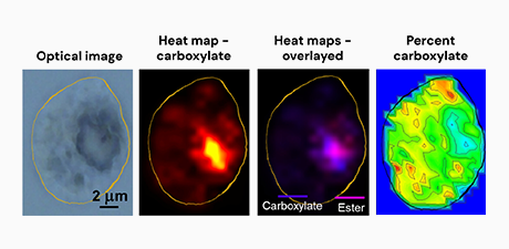Ester Formation in Alcohol Microdroplet Sprays: Enhanced Reactivity of C8 to C16 Carboxylic Acids with C1 to C3 Alcohols and the Effect of Water