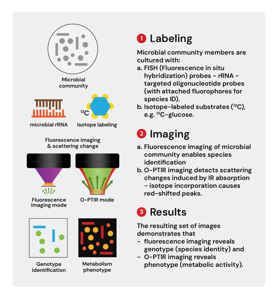 O-PTIR-FISH workflow