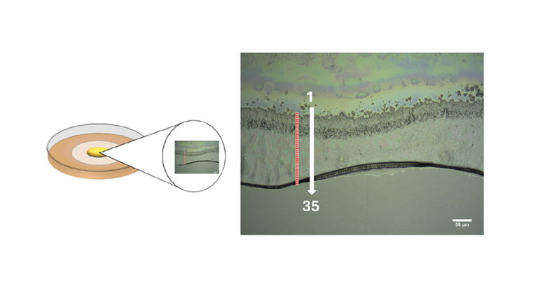 Investigating Salmonella biofilm responses to antibiotic treatment using optical photothermal infrared spectroscopy